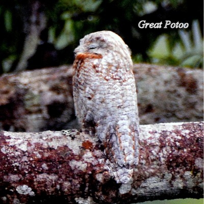 Great Potoo